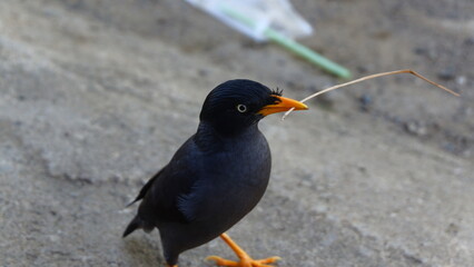 Close-up of a Jungle Myna (Acridotheres fuscus) Standing on Pavement