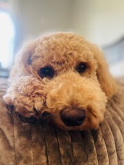 doodle laying on a bed