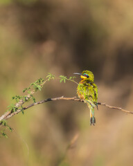 Bee eater on a branch