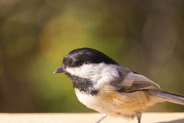 Close up of Black-capped Chickadee