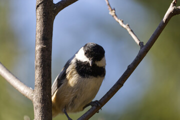 Close up of Black-capped Chickadee