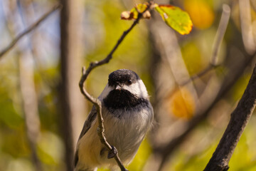 Close up of Black-capped Chickadee
