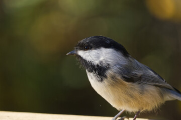 Close up of Black-capped Chickadee