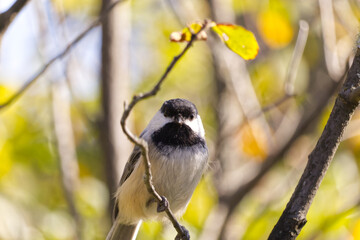 Close up of Black-capped Chickadee