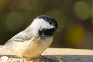 Close up of Black-capped Chickadee