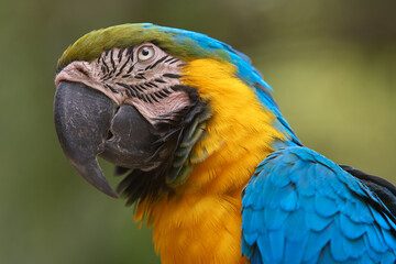 a stunning blue and yellow macaw brings vibrant energy to the heart of the Peruvian jungle. A true icon of the Amazon’s wild beauty and biodiversity