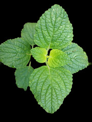 Ornamental plants isolated on black background