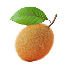 Detailed image of a furry kiwi fruit with a leaf isolated on transparent background.