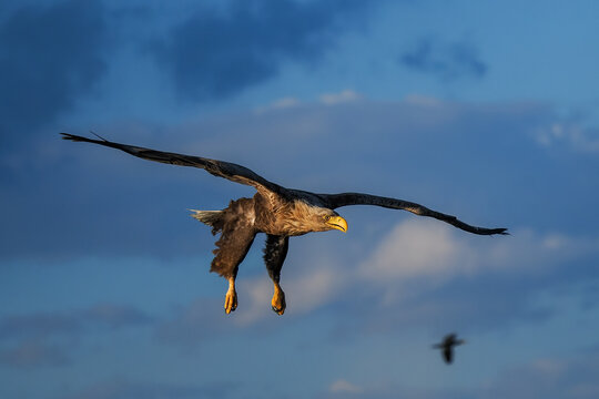 Majestic eagle soaring with wings spread wide in colorful twilight sky, with another bird in distance.