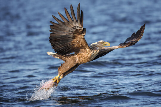 White-tailed eagle in flight holding fish in claws over blue lake, wild nature background