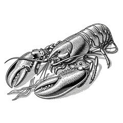 Hand-drawn lobster illustration — black and white detailed marine crustacean drawing.