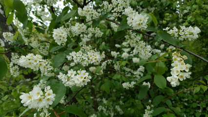 Close up of lush blooming bird cherry or chokecherry tree in full blossom with white flowers on branch against blurred green leaves background at spring day. Springtime nature, shallow focus.
