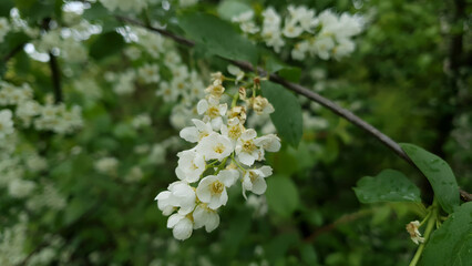 Extreme closeup of lush blooming bird cherry or chokecherry tree in full blossom with white flower inflorescence on branch against blurred green leaves background at spring day. Springtime nature.