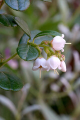 リンゴンベリー（プオルッカ）の花