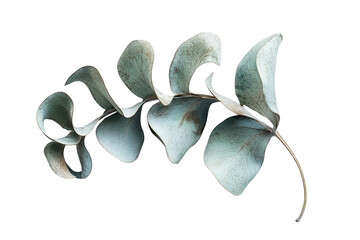 Delicate, light-blue eucalyptus branch isolated on tranparent background.