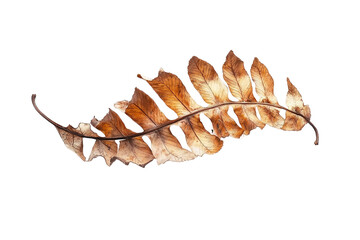 A dried fern leaf isolated on tranparent background.