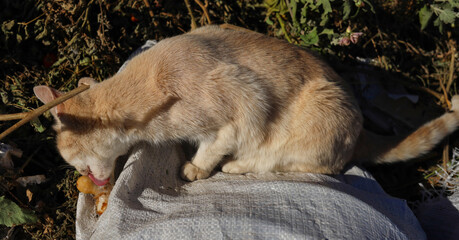 Feral pets. The cat is in the trash. The animal feeds on food waste.