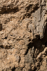Fossil corals of the Red Sea. Ancient creatures, turned into stone. Reef corals.