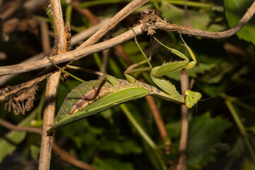 The European mantis (Mantis religiosa).A green female insect, in dense vegetation, is preparing to lay eggs.