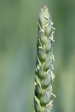 Close-up of a green ear of grain in bloom. The wheat is in portrait format against a green background