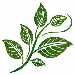 Green Leaf Vector Illustration with Veins and Swirl Design