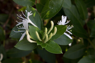 ハニーサックルのつぼみ