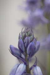 シラーカンパニュラータアップ