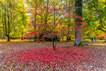 Vibrant red and golden autumn leaves at Westonbirt The National Arboretum on a sunny day