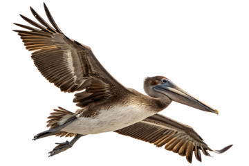 Brown pelican in flight isolated on a white background png ai