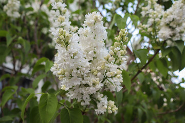 white lilac flowers