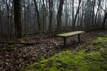 Secluded wooden bench, in a dark mossy forest, in Hässleholm, Sweden