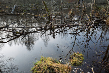 Submerged tree branches, reflecting in a dark forest pond, in H&auml;ssleholm, Sweden
