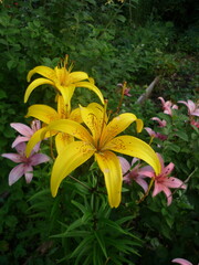Vibrant Yellow and Pink Lilies Surrounded by Lush Green Foliage