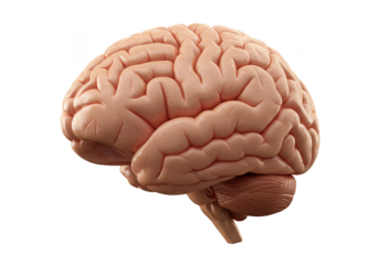 3D Illustration of Human Brain Anatomy Medical Cerebrum on Transparent Background