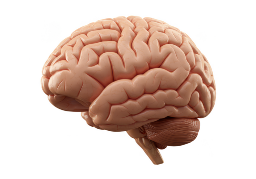 3D Illustration of Human Brain Anatomy Medical Cerebrum on Transparent Background