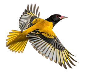 Black and gold oriole bird in flight isolated on a white background png ai