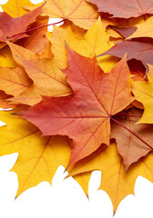 Fototapeta premium Autumn Leaves Transparent Background Vibrant Red and Yellow Maple Foliage