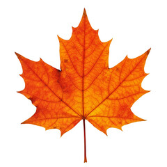 Illustration of a Maple Leaf Transparent Background Autumn Fall Orange