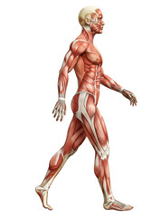 Detailed Muscular Human Anatomy Male Body Structure Transparent Background