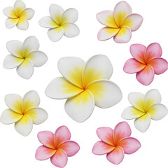 Obraz premium Floral Frangipani Plumeria Flower in White Yellow and Pink Illustration