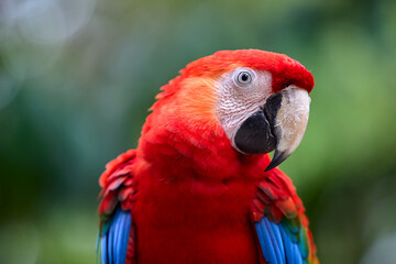 The Scarlet Macaw lights up the rainforest with its bold colors and playful spirit. Nature’s palette at its finest. Pacaya Samiria National Park-Peru