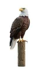 Obraz premium Illustration Majestic Bald Eagle Perched on Wooden Pole Isolated Background