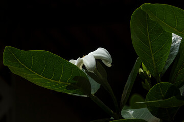 Fleur Tiare Tahiti, embl&egrave;me de la Polyn&eacute;sie
