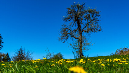 Bare lonely tree in green meadow with daisies.  