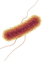 Illustration of Bacteria Bacillus Microorganism with Transparent Background