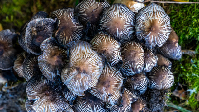 Close up of a cluster of mushrooms growing on a tree trunk