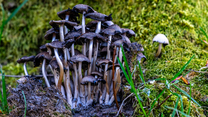 Close up of a cluster of mushrooms growing on a tree trunk