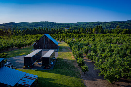 Hazelnut orchard in Walterville, Oregon