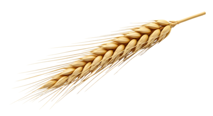 Golden Wheat Ear Isolated on Black Background Symbolizing Harvest Agriculture and Natural Beauty for Food Production