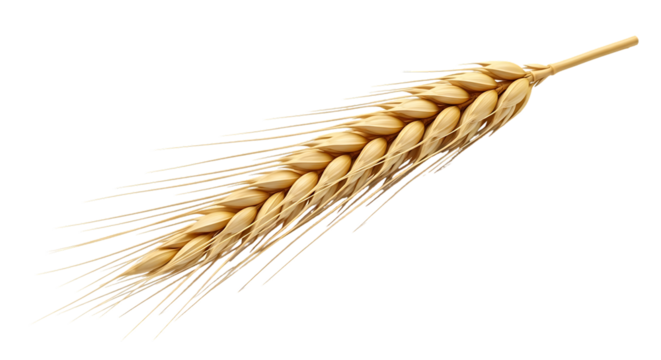 Golden Wheat Ear Isolated on Black Background Symbolizing Harvest Agriculture and Natural Beauty for Food Production